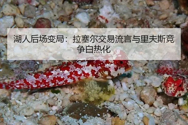 湖人后场变局：拉塞尔交易流言与里夫斯竞争白热化